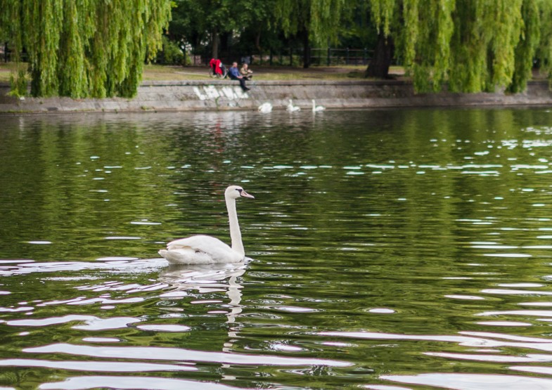Swan in Landwehrkanal
